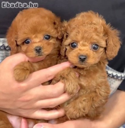 Toy uszkár kölykök