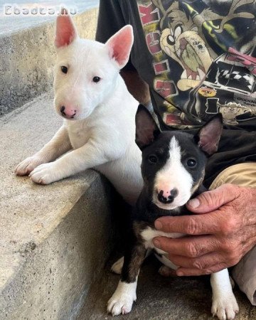 Bullterrier kölykök
