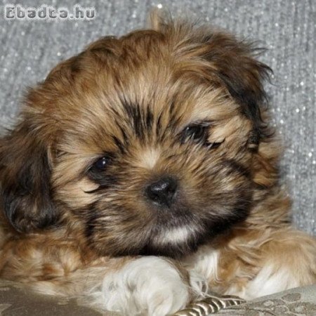 Bichon havanese kiskutyak