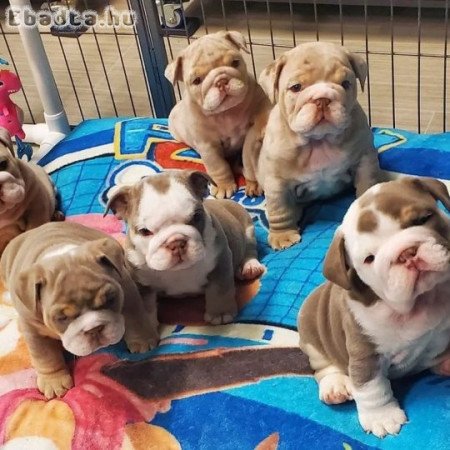 Angol bulldog kölykök