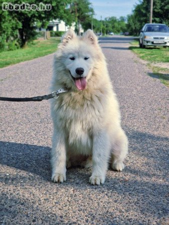 Szamojéd növendék kan