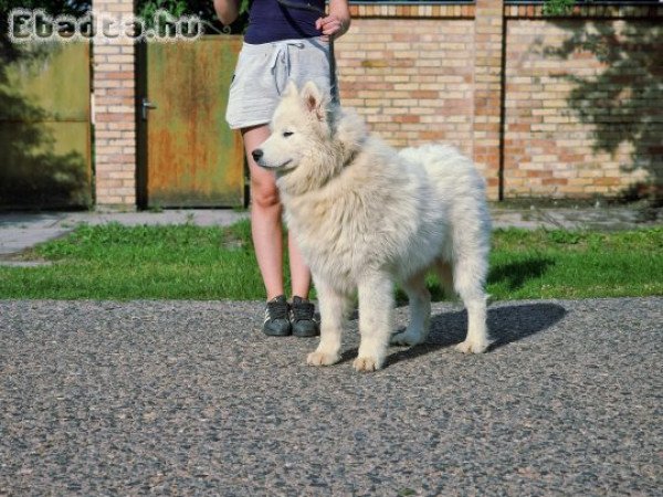 Szamojéd növendék kan