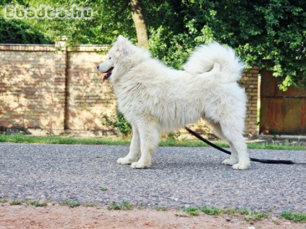 Szamojéd növendék kan