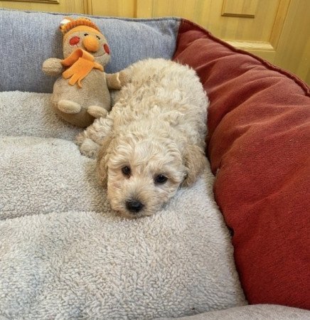 Maltipoo maltai selyem es torpe uszkar