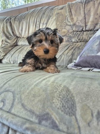 Yorkshire terrier