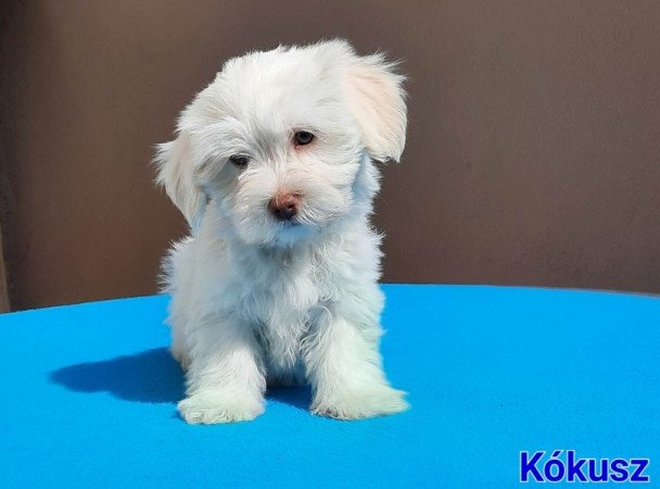 Bichon Havanese