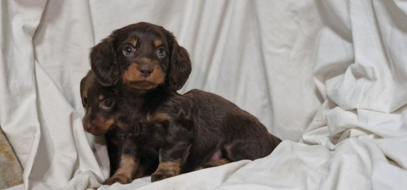 Tacsko hosszúszörű