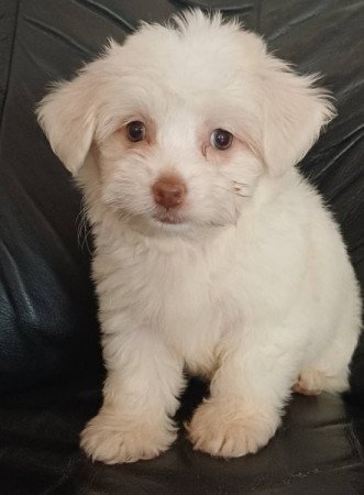 bichon havanese