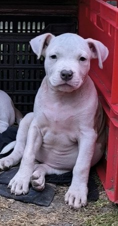 Amerikai staffordshire terrier