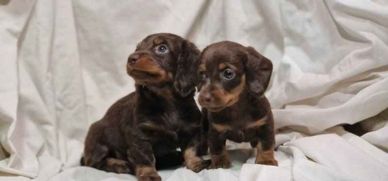 Tacsko hosszúszörű