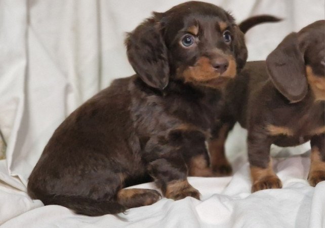 Tacsko hosszúszörű