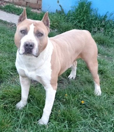 Amerikai staffordshire terrier