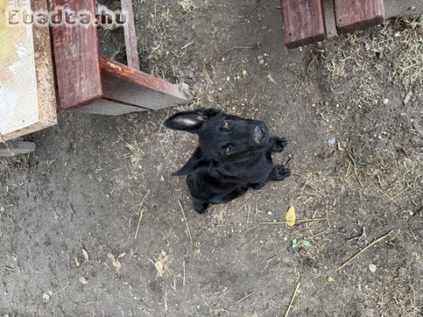 Új otthont keres egy gyönyörű kutyus ✨