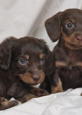 Tacsko hosszúszörű