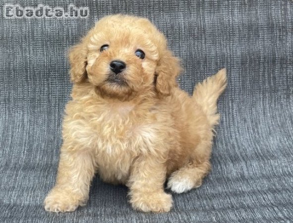 Maltipoo kisfiúk gazdisodnának!