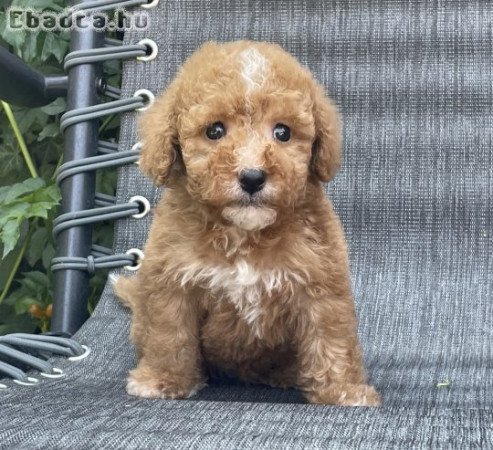 Maltipoo kisfiúk gazdisodnának!