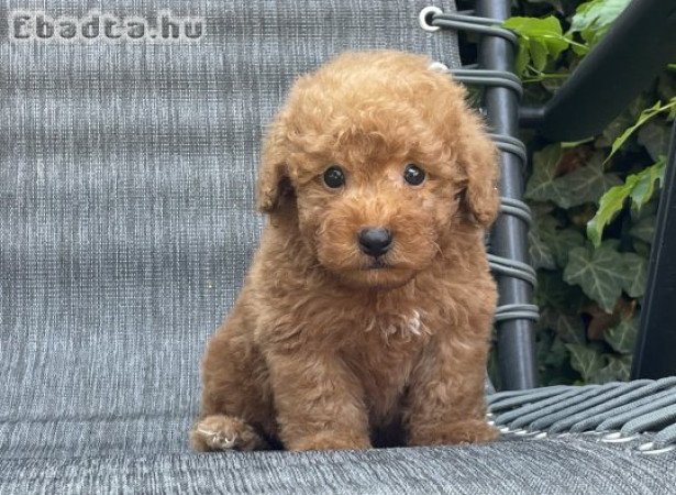 Maltipoo kisfiúk gazdisodnának!