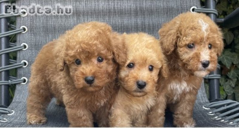 Maltipoo kisfiúk gazdisodnának!