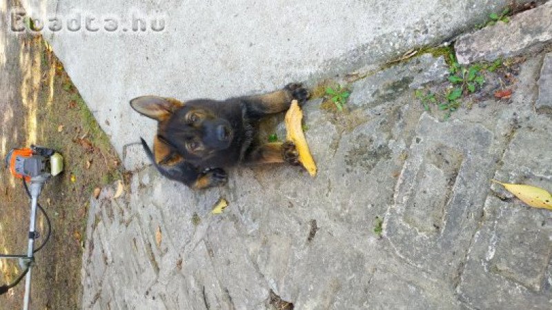 Ordas Német juhász