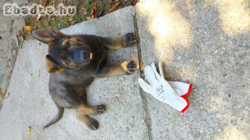 Ordas Német juhász