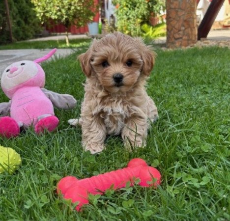 Maltipoo