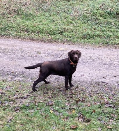 Labrador retriever