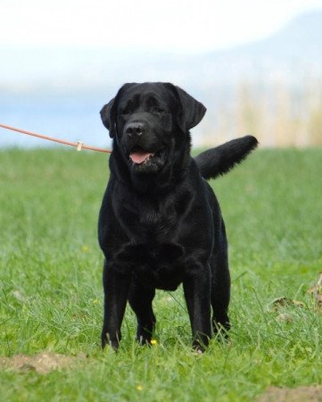 Labrador retriever