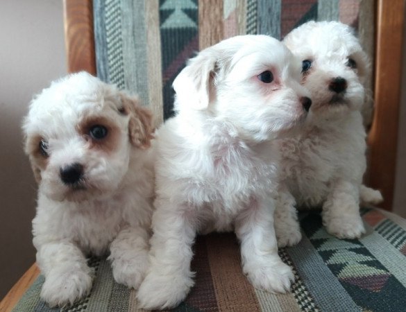 Havanese