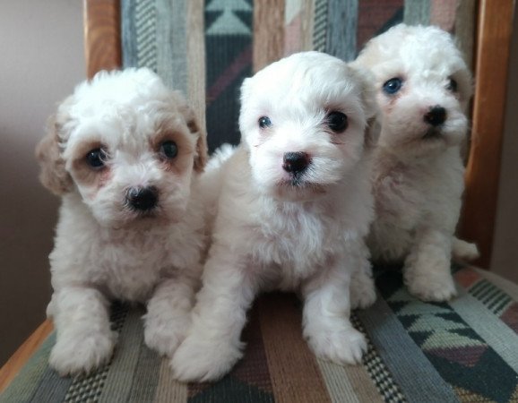 Havanese