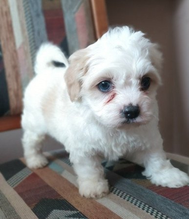 Havanese