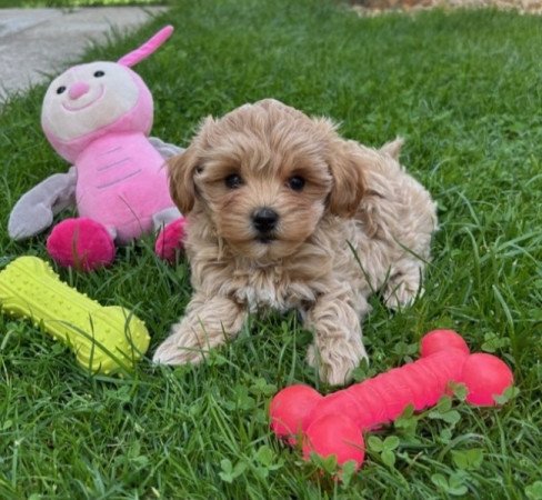 Maltipoo