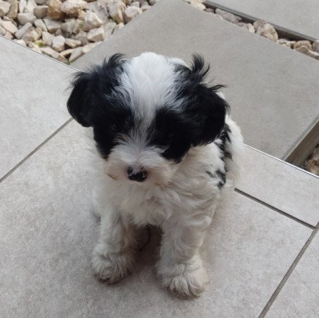 Bichon Havanese