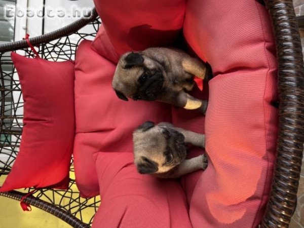 Mopsz kiskutyák eladók