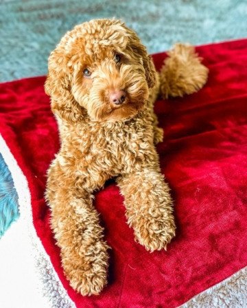 Golden retriever +uszkár =goldendoodle