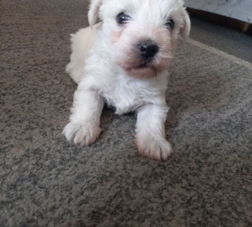 Bichon havanese