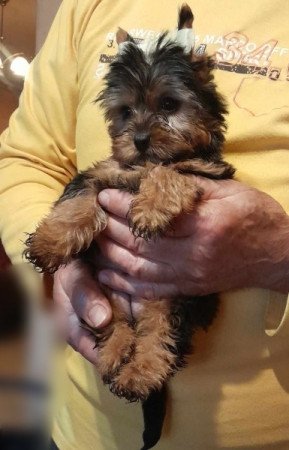 Yorkshire terrier