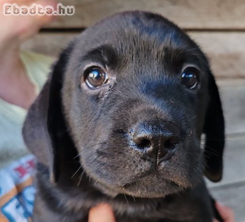 Fekete Labrador kölykök eladók