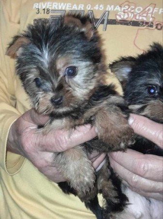 Yorkshire terrier