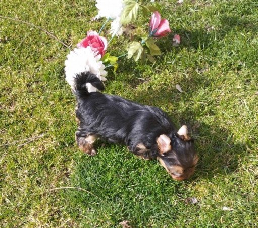 Yorkshire terrier