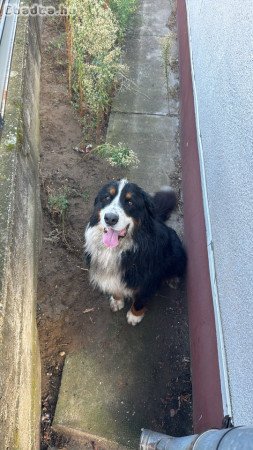 Elvihető Berni Pásztor lány ivartalanított