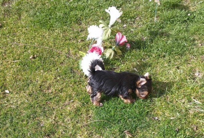 Yorkshire terrier