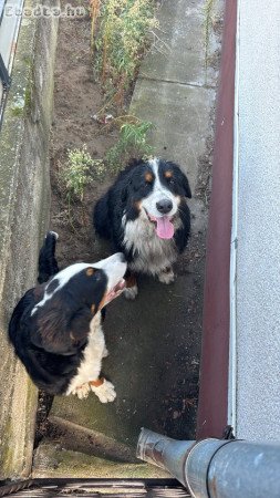 Elvihető Berni Pásztor lány ivartalanított