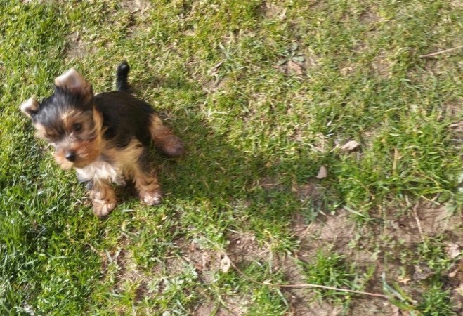 Yorkshire terrier