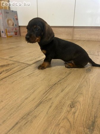 Törpe tacskó kiskutyák