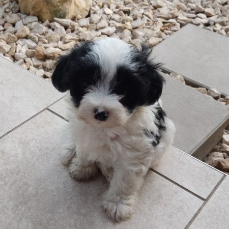 Bichon Havanese