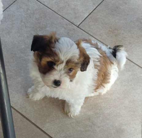 Bichon Havanese