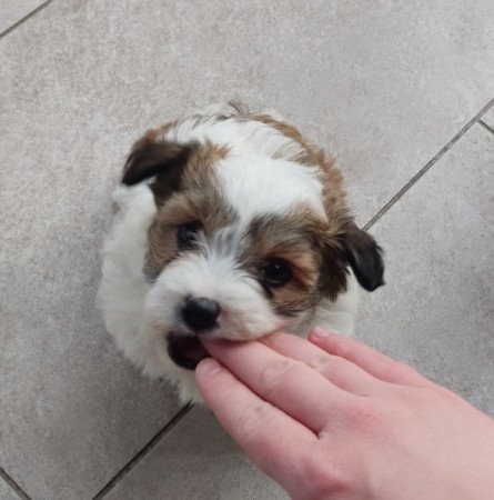 Bichon Havanese