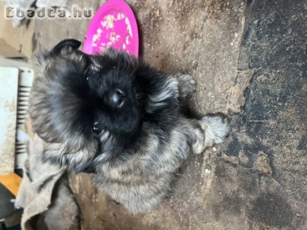 palotapincsi kiskutyus