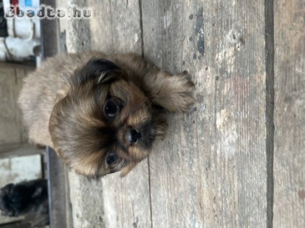 palotapincsi kiskutyus