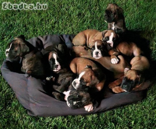 Német Boxer kiskutyák eladók